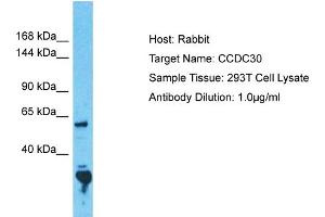 Host: Rabbit Target Name: CCDC30 Sample Tissue: Human 293T Whole Cell Antibody Dilution: 1ug/ml