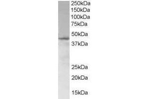 SAM Domain, SH3 Domain and Nuclear Localization Signals, 1 (SAMSN1) peptide