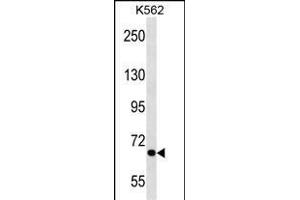 ALS2CR8 Antibody (N-term) (ABIN1539028 and ABIN2850130) western blot analysis in K562 cell line lysates (35 μg/lane). (Calcium Responsive Transcription Factor (CARF) (AA 132-158), (N-Term) Antikörper)