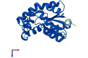 Adenylate Kinase 1 Protein (AK1) (AA 1-194) (His tag)