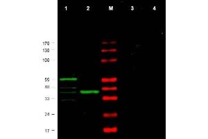 Image no. 1 for anti-Checkpoint Kinase 1 (CHEK1) (AA 312-327) antibody (ABIN401324) (CHEK1 Antikörper  (AA 312-327))