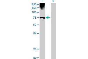 Western Blot analysis of PGM1 expression in transfected 293T cell line by PGM1 MaxPab polyclonal antibody. (Phosphoglucomutase 1 Antikörper  (AA 1-562))