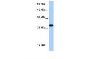 Image no. 1 for anti-Chromosome 19 Open Reading Frame 24 (C19orf24) (N-Term) antibody (ABIN6737957) (C19orf24 Antikörper  (N-Term))
