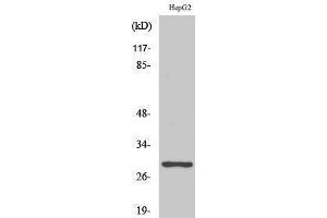 Western Blotting (WB) image for anti-Pituitary Tumor-Transforming 1/2/3 (PTTG1/2/3) (Internal Region) antibody (ABIN3177048) (PTTG1/2/3 Antikörper  (Internal Region))