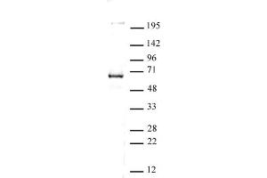 CoREST antibody (pAb) tested by Western blot. (CoREST Antikörper  (C-Term))