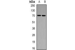 Western blot analysis of Ku70 (AcK539) expression in COLO205 (A), HEK293T (B) whole cell lysates. (XRCC6 Antikörper  (acLys539, C-Term))