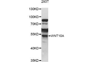 Western blot analysis of extracts of 293T cells, using WNT10A antibody (ABIN6292348) at 1:1000 dilution. (WNT10A Antikörper)