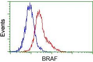 Image no. 2 for anti-B-Raf proto-oncogene, serine/threonine kinase (BRAF) antibody (ABIN1496953) (BRAF Antikörper)