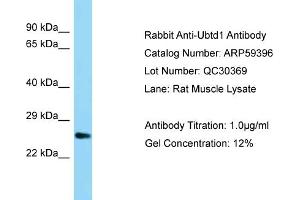 Western Blotting (WB) image for anti-Ubiquitin Domain Containing 1 (UBTD1) (C-Term) antibody (ABIN2788051) (UBTD1 Antikörper  (C-Term))