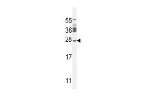 Western blot analysis of lysates from HT-1080, A549 cell line (from left to right), using JOSD2 Antibody at 1:1000 at each lane.