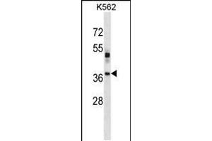 Western blot analysis in K562 cell line lysates (35ug/lane). (VSX1 Antikörper  (AA 125-154))