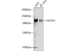 Western blot analysis of extracts of various cell lines, using NCO antibody (ABIN6129656, ABIN6144413, ABIN6144414 and ABIN7101354) at 1:1000 dilution. (NCOA2 Antikörper  (AA 550-820))