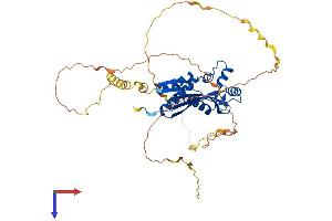 PRRC1 Protein (AA 1-443) (His tag)