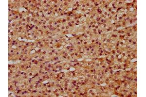 IHC image of ABIN7166985 diluted at 1:500 and staining in paraffin-embedded human adrenal gland tissue performed on a Leica BondTM system. (RILP Antikörper  (AA 307-385))