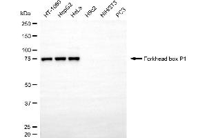 Western blotting analysis using forkhead box P1 antibody (ABIN7798650). (FOXP1 Antikörper)