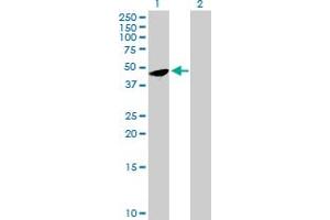 Western Blot analysis of FAM110B expression in transfected 293T cell line by FAM110B MaxPab polyclonal antibody.