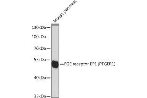 Western blot analysis of extracts of mouse pancreas, using PGE receptor EP1 (PGE receptor EP1 (PTGER1)) antibody (ABIN6134823, ABIN6146399, ABIN6146401 and ABIN6215919) at 1:1000 dilution. (PTGER1 Antikörper  (AA 300-400))