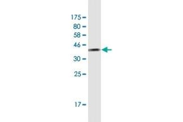 TCEA2 antibody  (AA 81-180)