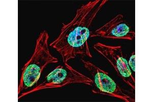 Immunofluorescence (IF) image for anti-Telomerase Reverse Transcriptase (TERT) (AA 627-656) antibody (ABIN3029108)