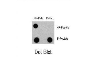 Dot blot analysis of Phospho-LC3 (G8a) - S12 Antibody 3301a and Nonphospho-LC3 (G8a) Antibody on nitrocellulose membrane. (LC3C Antikörper  (pSer12))