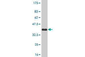 Western Blot detection against Immunogen (36. (MAK Antikörper  (AA 358-457))