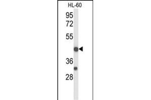Western blot analysis of TNFRSF10D Antibody (Center) (ABIN653479 and ABIN2842899) in HL-60 cell line lysates (35 μg/lane). (DcR2 Antikörper  (AA 252-278))