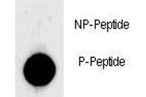 Dot blot analysis of phospho-LIN28 antibody. (LIN28A Antikörper  (pSer134))
