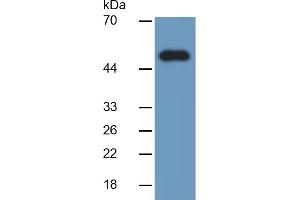Western Blotting (WB) image for Growth Differentiation Factor 2 (GDF2) ELISA Kit (ABIN6730862)