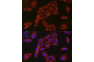 Immunofluorescence analysis of U-2 OS cells using FBP1 Rabbit pAb (ABIN6130385, ABIN6140501, ABIN6140502 and ABIN6221054) at dilution of 1:100 (40x lens). (FBP1 Antikörper  (AA 1-338))