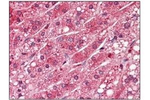 Immunohistochemistry (IHC) image for anti-Protein Phosphatase 1, Catalytic Subunit, alpha Isoform (PPP1CA) (AA 30-299) antibody (ABIN238369) (PPP1CA Antikörper  (AA 30-299))