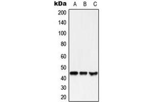 Western blot analysis of GPR38 expression in HEK293T (A), SP2/0 (B), NIH3T3 (C) whole cell lysates. (Motilin Receptor Antikörper  (C-Term))