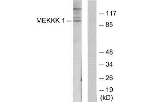Western Blotting (WB) image for anti-Mitogen-Activated Protein Kinase Kinase Kinase Kinase 1 (MAP4K1) (Internal Region) antibody (ABIN1849863) (MAP4K1 Antikörper  (Internal Region))