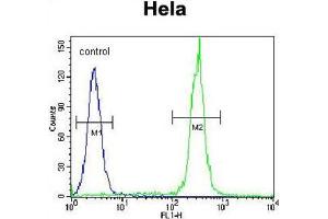 BTC Antibody (N-term) flow cytometric analysis of Hela cells (right histogram) compared to a negative control cell (left histogram).