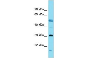 Host:  Rabbit  Target Name:  Ovol1  Sample Type:  Rat Pancreas lysates  Antibody Dilution:  1. (OVOL1 Antikörper  (C-Term))