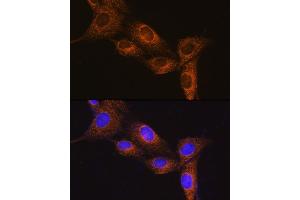 Immunofluorescence analysis of NIH/3T3 cells using NPB Rabbit pAb (ABIN7268885) at dilution of 1:100. (Neuropeptide B Antikörper  (AA 1-125))