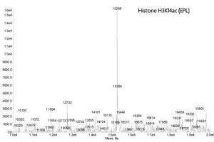Mass Spectrometry (MS) image for Histone 3 (H3) (H3K14ac) protein (ABIN2669542)