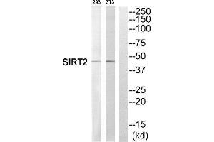 Western Blotting (WB) image for anti-Sirtuin 2 (SIRT2) (C-Term) antibody (ABIN1852673) (SIRT2 Antikörper  (C-Term))