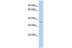 Image no. 1 for anti-Speedy Homolog A (SPDYA) (N-Term) antibody (ABIN6741380)