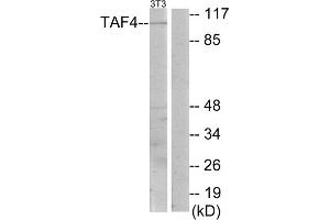 Western Blotting (WB) image for anti-TAF4 RNA Polymerase II, TATA Box Binding Protein (TBP)-Associated Factor, 135kDa (TAF4) (C-Term) antibody (ABIN1848914)