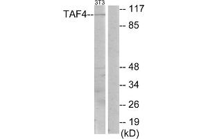 Western blot analysis of extracts from NIH-3T3 cells, using TAF4 antibody. (TAF4 Antikörper  (C-Term))