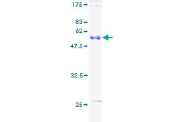 FGF13 Protein (AA 1-245) (GST tag)