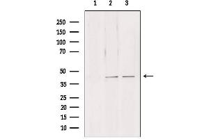 Western blot analysis of extracts from various samples, using NDE1 antibody. (NDE1 Antikörper  (N-Term))