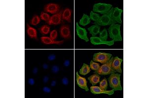 ABIN6260578 and ABIN6278244 staining Hela cells by IF/ICC. (CD163 Antikörper  (N-Term))