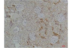 Immunohistochemistry (IHC) analysis of paraffin-embedded Rat KidneyTissue using Kir4. (KCNJ10 Antikörper)