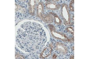 Immunohistochemical staining (Formalin-fixed paraffin-embedded sections) of human kidney with OCLN monoclonal antibody, clone CL1555  shows membranous positivity in renal tubules. (Occludin Antikörper  (AA 282-415))