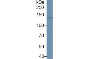 Western Blot; Sample: Mouse Cerebrum lysate; Primary Ab: 1µg/ml Rabbit Anti-Human BRD1 Antibody Second Ab: 0. (BRD1 Antikörper  (AA 579-1058))