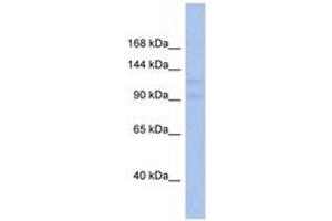 Image no. 1 for anti-Vacuolar Protein Sorting 54 Homolog (VPS54) (AA 179-228) antibody (ABIN6743993)