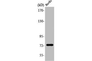 Western Blot analysis of HuvEc cells using SSH3 Polyclonal Antibody