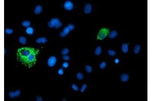 Anti-XPNPEP3 mouse monoclonal antibody (ABIN2454896) immunofluorescent staining of COS7 cells transiently transfected by pCMV6-ENTRY XPNPEP3 (RC200888). (XPNPEP3 Antikörper)