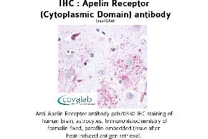 Image no. 1 for anti-Apelin Receptor (APLNR) (3rd Cytoplasmic Domain) antibody (ABIN1731854) (Apelin Receptor Antikörper  (3rd Cytoplasmic Domain))